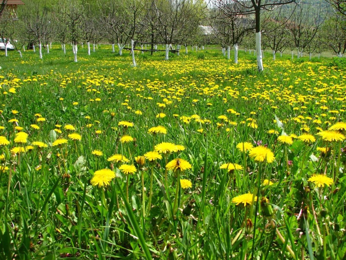 Гостевой дом Pensiunea Paradis Borobăneşti-15