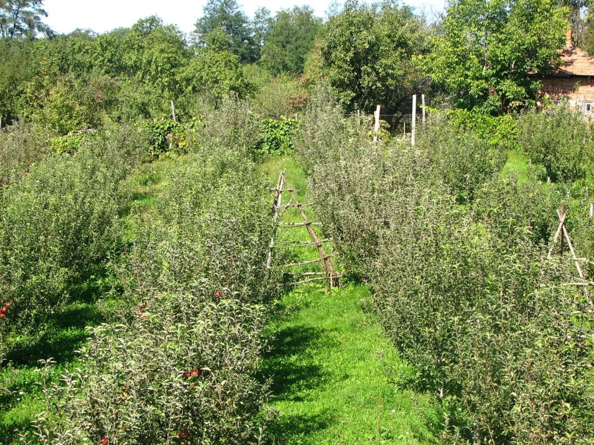 Гостевой дом Pensiunea Paradis Borobăneşti-32