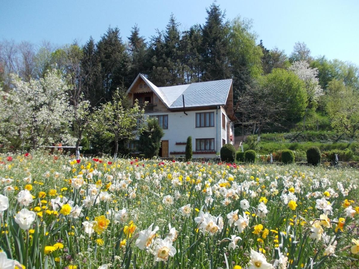 Гостевой дом Pensiunea Paradis Borobăneşti-41